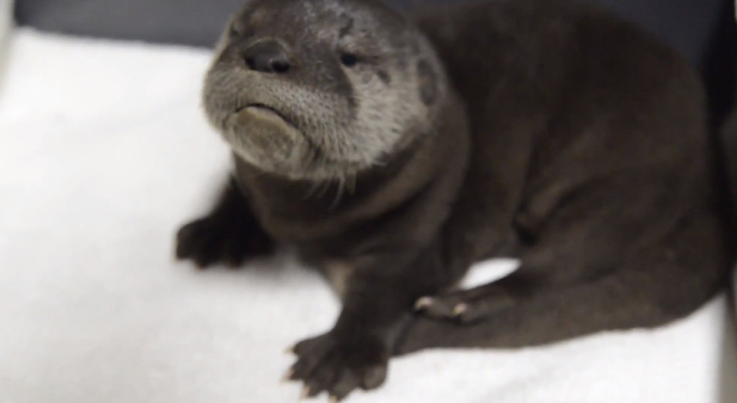 Mo, VideoExtra, Grumpy Cat, Utter, surextra